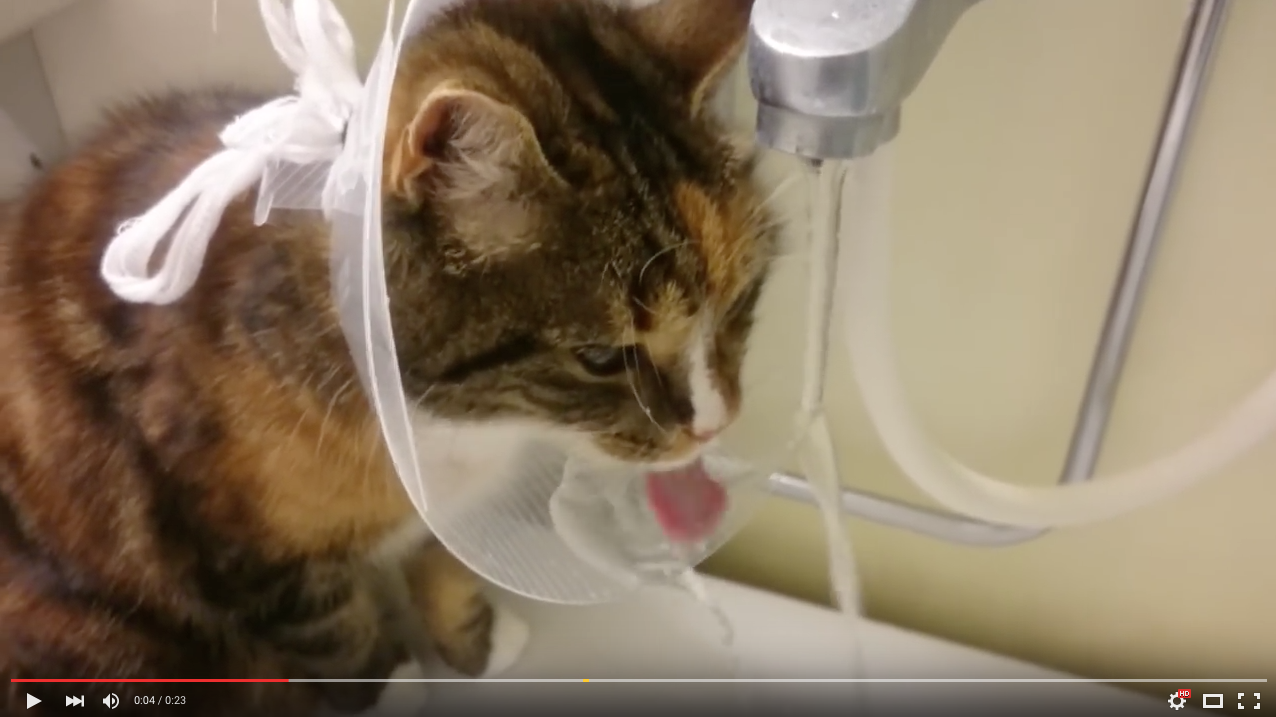 TRENDING NOW: Cat cone-of-shame hack | iNFOnews.ca