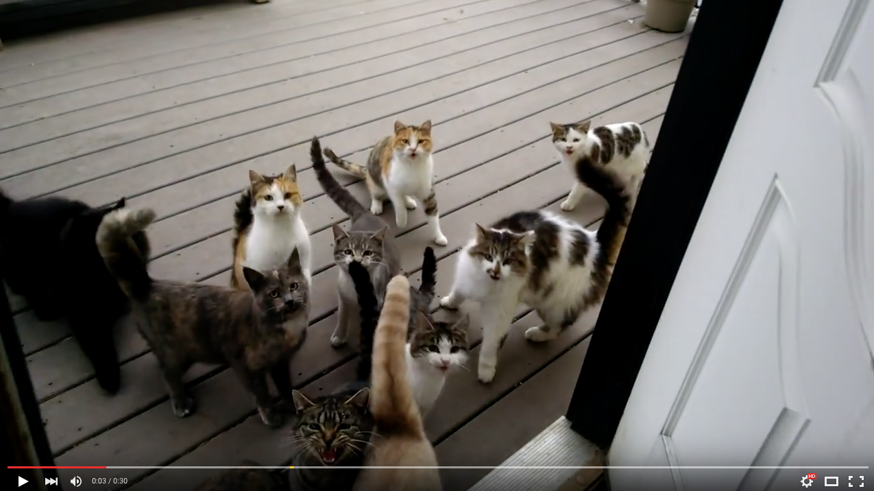 TRENDING NOW: The sound a herd of hungry cats make | iNFOnews.ca