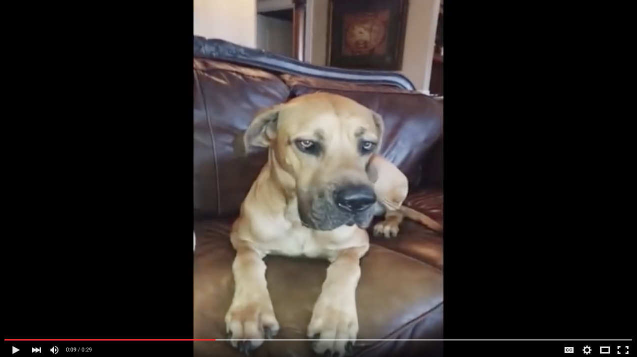 TRENDING NOW: Dog hides whole sandwich in mouth | iNFOnews.ca