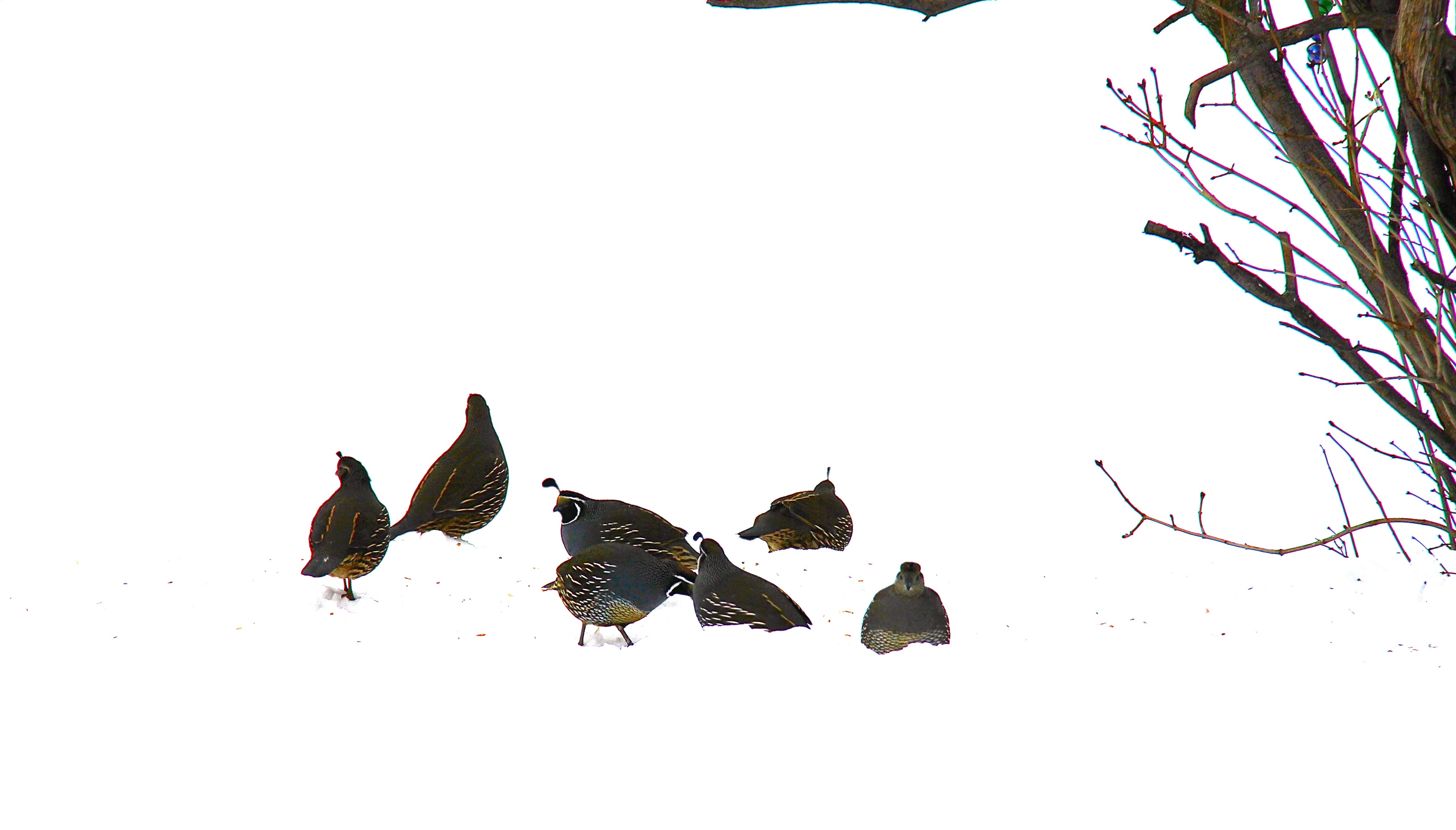 LOEWEN: The cat, the quail, and the year ahead | iNFOnews.ca LOEWEN: The cat, the quail, and the year ahead | iNFOnews.ca