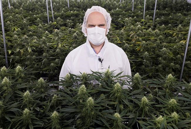 Medical cannabis doesn't need to be kosher, says leading certification agency | iNFOnews.ca