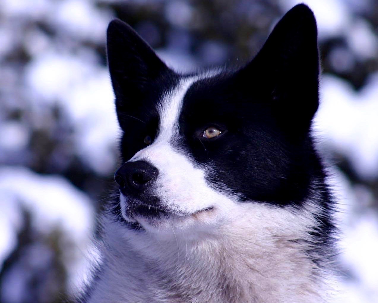 Devoted bear dog dies at 15 after life of helping keep wildlife, people safe | iNFOnews.ca