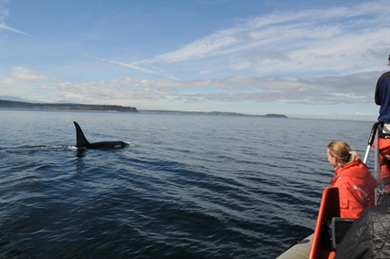 Whale poop study shows connections between salmon and killer whales | iNFOnews.ca