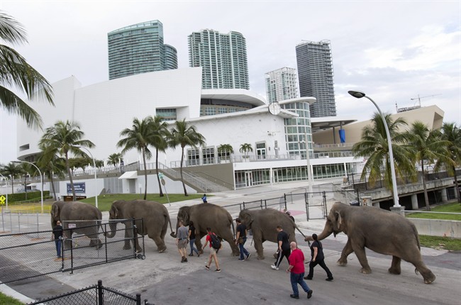 Ringling Bros. circus to end elephant acts in May, a year and a half early | iNFOnews.ca