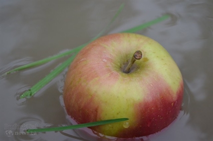 Fruit growers trying to cope with hail, rain | iNFOnews.ca