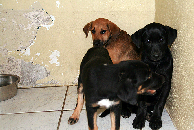 BRAD PATTISON: Why spay and neuter programs haven't reduced unwanted pet populations | iNFOnews.ca