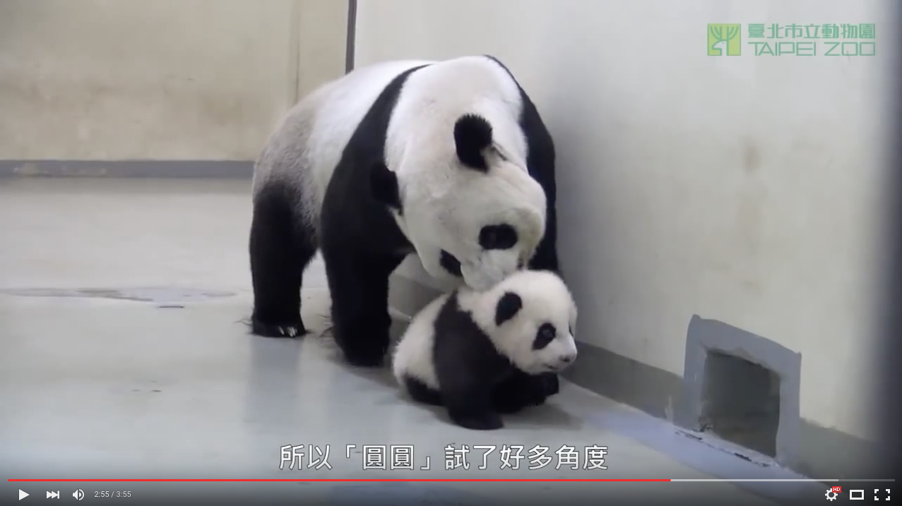 TRENDING NOW: Mama panda puts baby panda to bed | iNFOnews.ca