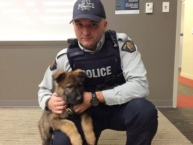 Star RCMP puppy in training dies after eating rope and rocks in Nova Scotia | iNFOnews.ca