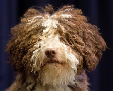 New at Westminster dog show: Seven breeds, obedience contest | iNFOnews.ca