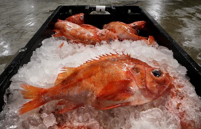Pass the dogfish nuggets? Seafood industry rebrands 'trash' | iNFOnews.ca