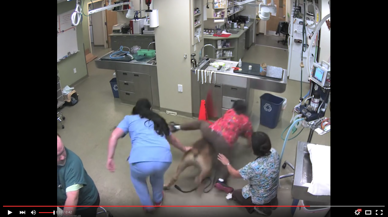 TRENDING NOW: Big dog takes vet for an unexpected ride | iNFOnews.ca