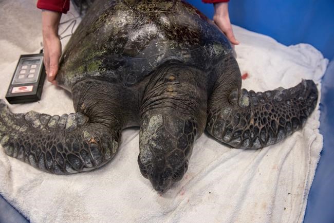 Threatened seal, endangered sea turtle rescued off Vancouver Island | iNFOnews.ca