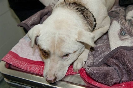 B.C. man charged with animal cruelty after dog's collar embedded in neck | iNFOnews.ca B.C. man charged with animal cruelty after dog's collar embedded in neck | iNFOnews.ca