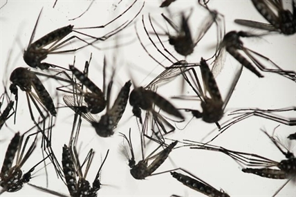 Zika virus poses only 'very low' threat to Canada: chief public health officer | iNFOnews.ca Zika virus poses only 'very low' threat to Canada: chief public health officer | iNFOnews.ca