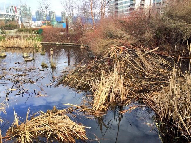 Beavers calling Vancouver home, numbers up across the country: biologist | iNFOnews.ca