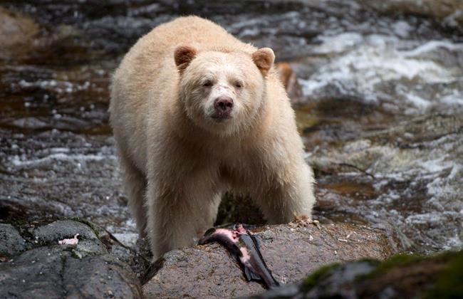 End of Great Bear Rainforest grizzly hunt to cost First Nations millions | iNFOnews.ca