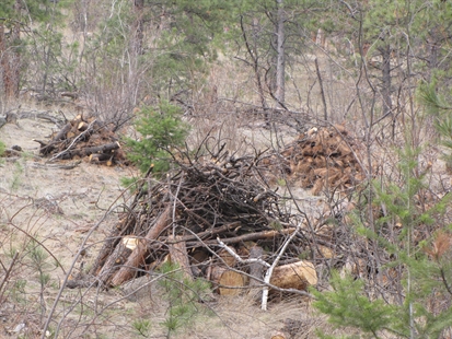 Burning fire hazard debris today in West Kelowna | iNFOnews.ca