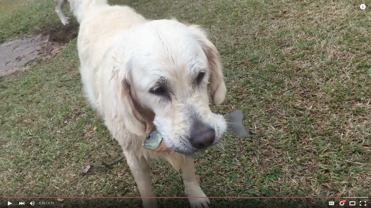 TRENDING NOW: Smart dog uses bait to catch fish | iNFOnews.ca