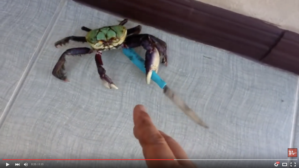 TRENDING NOW: Crab armed with a knife | iNFOnews.ca