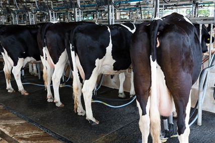 NAFTA: U.S. demands end to supply management in Canadian dairy, poultry, eggs | iNFOnews.ca