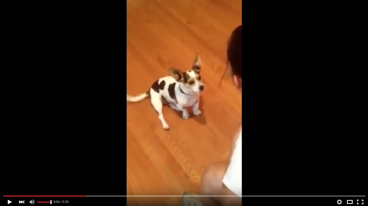 TRENDING NOW: She taught her dog to meow | iNFOnews.ca TRENDING NOW: She taught her dog to meow | iNFOnews.ca