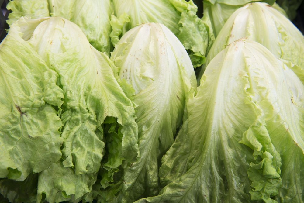 Lettuce among the five food with biggest price increases in past year | iNFOnews.ca Lettuce among the five food with biggest price increases in past year | iNFOnews.ca