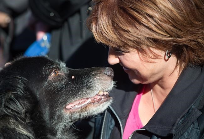 Clark reveals new protections for B.C. pets in wake of animal-abuse cases | iNFOnews.ca