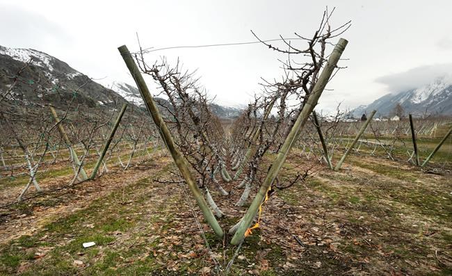 Washington State's new apple joining a changing US industry | iNFOnews.ca Washington State's new apple joining a changing US industry | iNFOnews.ca