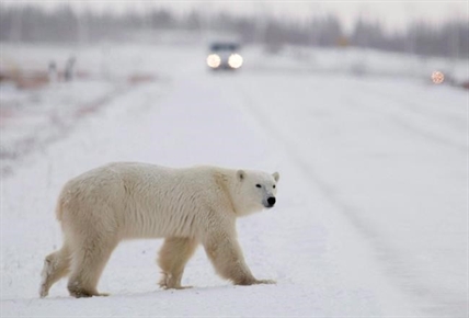 Polar bear encounters with humans on the rise, more put in Churchill jail | iNFOnews.ca