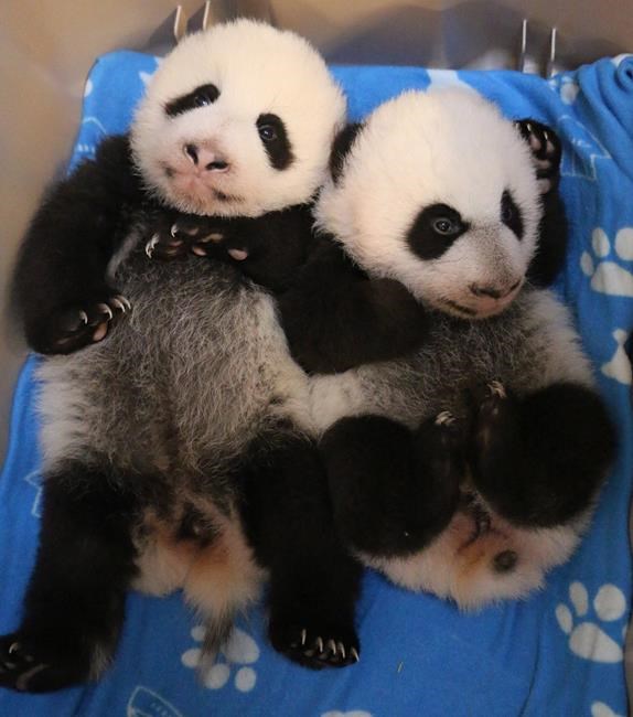 Panda cubs born at Toronto Zoo named 'Canadian Hope' and 'Canadian Joy' | iNFOnews.ca Panda cubs born at Toronto Zoo named 'Canadian Hope' and 'Canadian Joy' | iNFOnews.ca