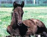 Children and youth invited to enter "RCMP Name the Foal" contest! | iNFOnews.ca Children and youth invited to enter "RCMP Name the Foal" contest! | iNFOnews.ca