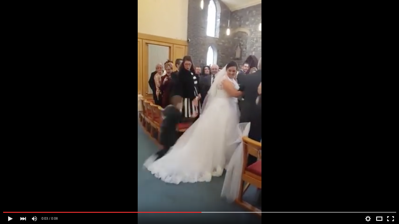 TRENDING NOW: Kid dive bombs wedding dress | iNFOnews.ca