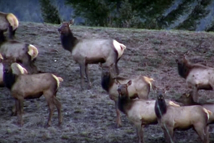 Herd of Okanagan elk caught on film | iNFOnews.ca