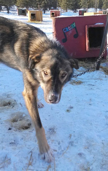 Suspect arrested in connection with Iditarod dog sled crashes | iNFOnews.ca