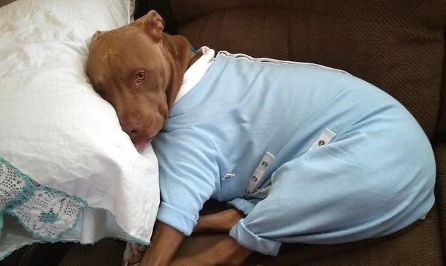 Some seek alternatives to pets' post-surgery 'cone of shame' | iNFOnews.ca