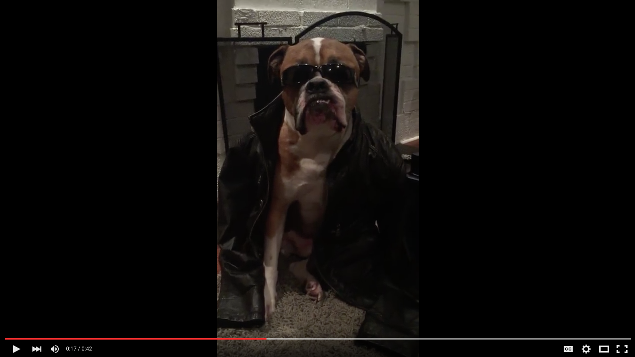 TRENDING NOW: Dog sitter plays dress up with adorable boxer | iNFOnews.ca TRENDING NOW: Dog sitter plays dress up with adorable boxer | iNFOnews.ca
