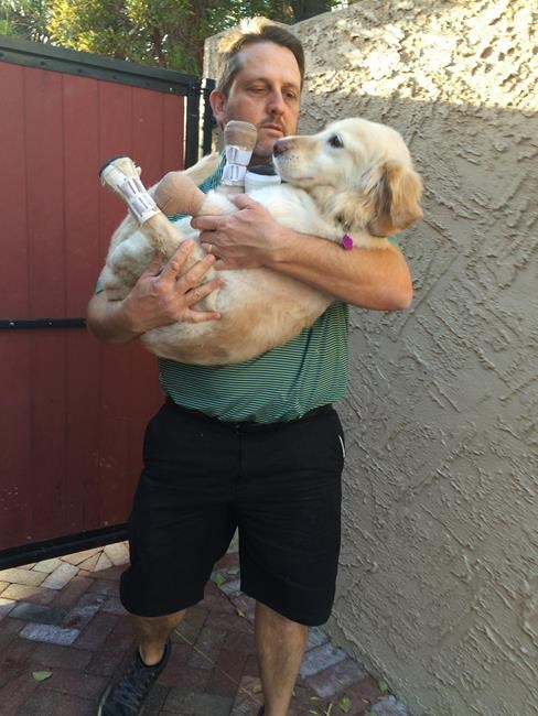 Dog with no legs leaves Korea for new life in Arizona | iNFOnews.ca Dog with no legs leaves Korea for new life in Arizona | iNFOnews.ca
