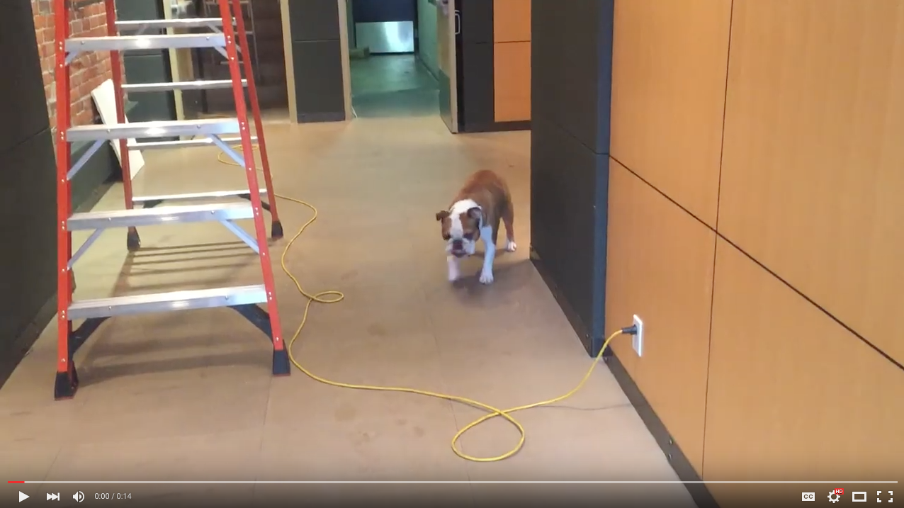 TRENDING NOW: Adorable bulldog tackles fears butt first | iNFOnews.ca