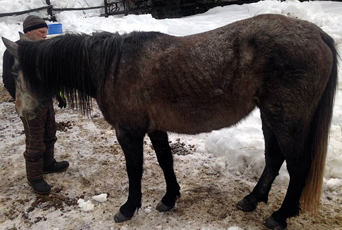 Almost all animals seized during Slocan cruelty investigation have found new homes | iNFOnews.ca