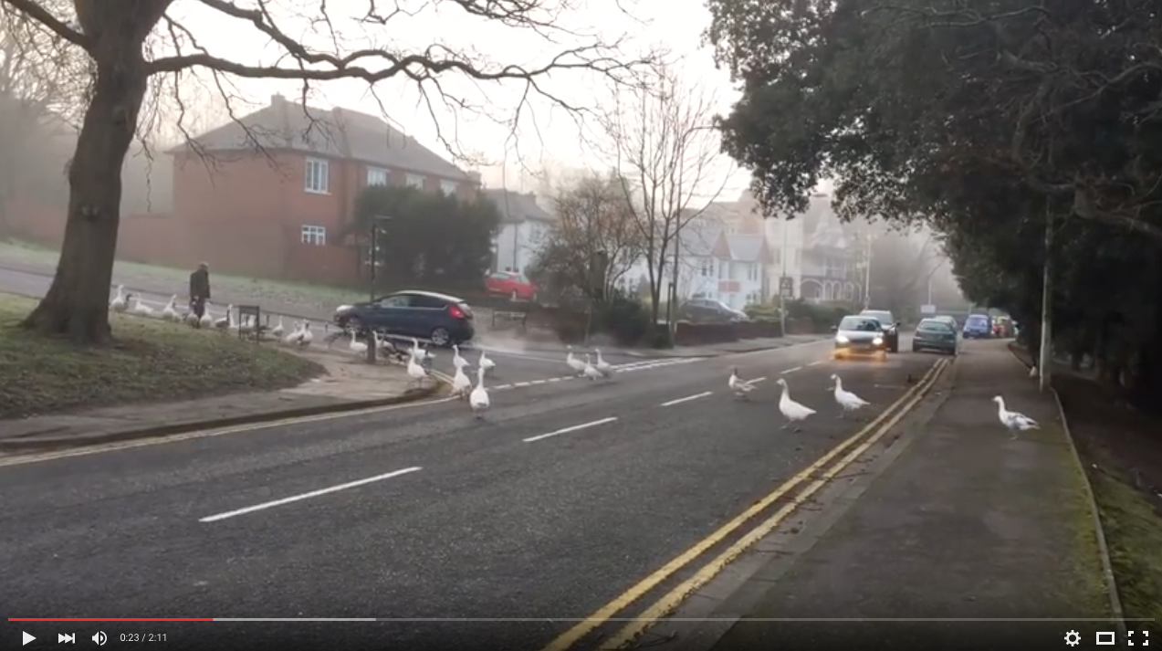 TRENDING NOW: What happens when you are late to feed the birds | iNFOnews.ca