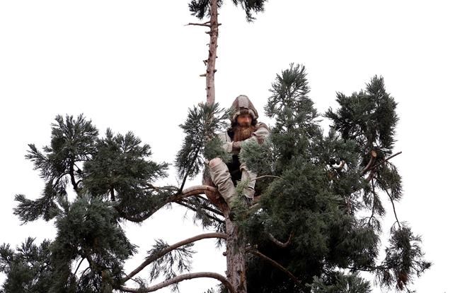 Man who spent a day in a Seattle tree is a no-show in court | iNFOnews.ca