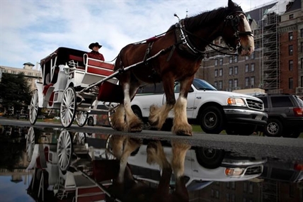 Victoria city council hears debate over horse-drawn carriage tours | iNFOnews.ca Victoria city council hears debate over horse-drawn carriage tours | iNFOnews.ca