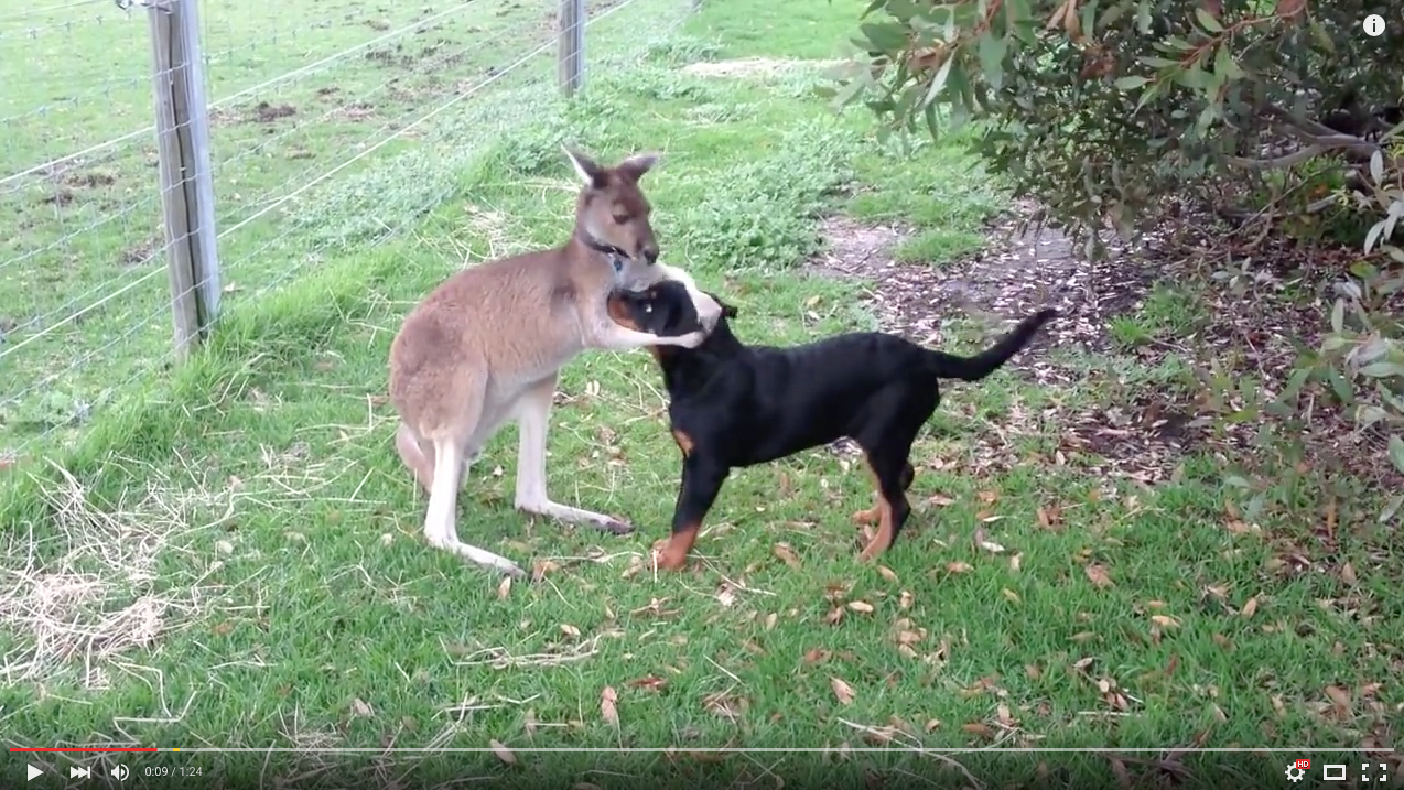 TRENDING NOW: Kangaroo and dog are best buddies | iNFOnews.ca