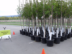 NeighbourWoods is branching out | iNFOnews.ca