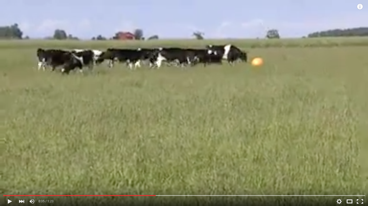 TRENDING NOW: Herd of cows playing with a big, orange ball | iNFOnews.ca