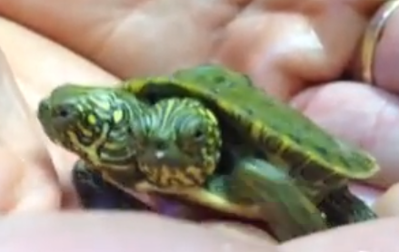 A two-headed turtle! | iNFOnews.ca