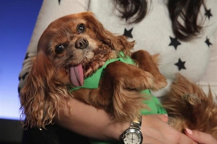 Instagram diva Toast the rescue dog stars in new photo book | iNFOnews.ca Instagram diva Toast the rescue dog stars in new photo book | iNFOnews.ca
