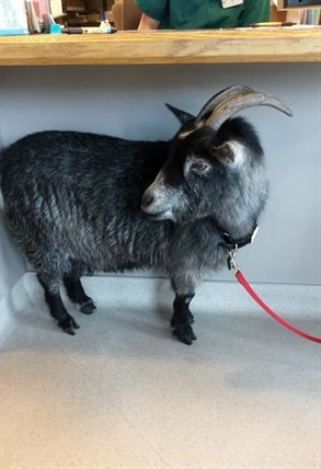 Goat wanders away from home, goes on Starbucks run | iNFOnews.ca