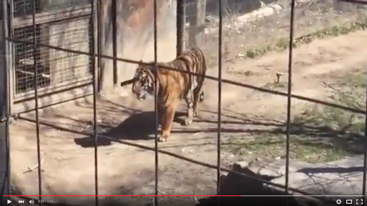 Video shows woman hopping first of two fences at zoo's tiger exhibit | iNFOnews.ca Video shows woman hopping first of two fences at zoo's tiger exhibit | iNFOnews.ca