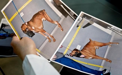 CSI for animals: Forensic vets battle pet abuse, neglect | iNFOnews.ca CSI for animals: Forensic vets battle pet abuse, neglect | iNFOnews.ca